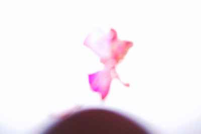 Série Fleur Papillon : photo 3